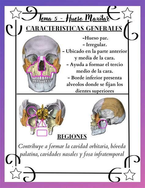 SOLUTION: Hueso maxilar; reparos anatomicos constitucion y elementos ...