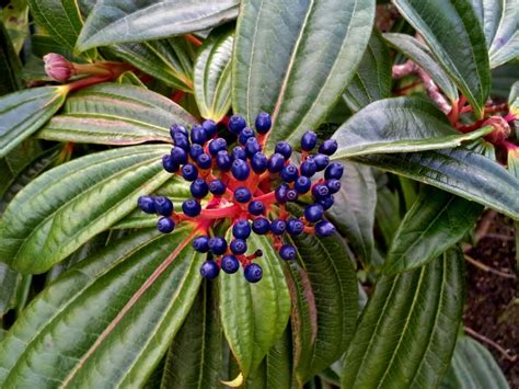 David Viburnum Propagation: Caring For Viburnum Davidii In The Landscape