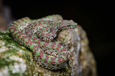 Limestone Eyelash Pit Viper Trimeresurus Ciliaris