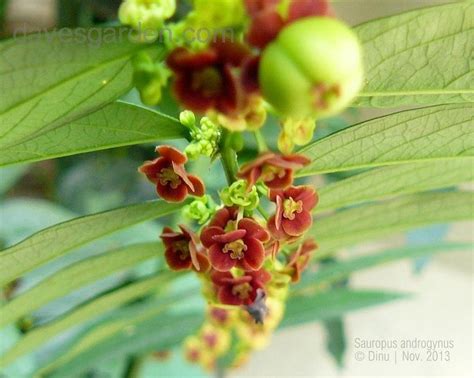 Plantfiles Pictures Breynia Species Katuk Sweetleaf Bush Breynia