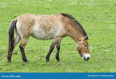 Equus Przewalskii Wild Horse Stock Image Image Of Outside Outdoor