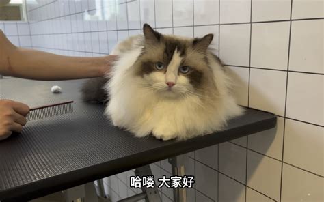 翻新洗护一位乖乖的布偶小猫咪 全程也太配合了吧！ 小程洗狗日记 小程洗狗日记 哔哩哔哩视频