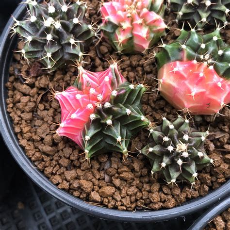Cactus 6 X Rare Cactus Plants In 1 Pot Gymnocalycium Etsy