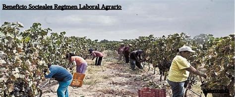 Planilla Del Regimen Agrario En El Peru Una Mirada Integral