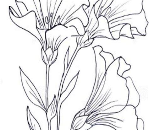 detail sketsa gambar bunga lengkap koleksi nomer