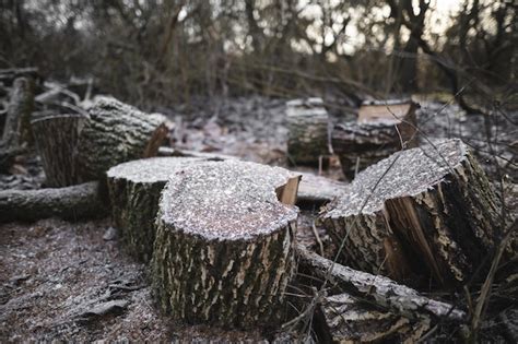 Muchos cortan árboles en el bosque para leña Foto Premium