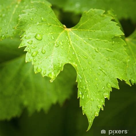 Sticker Feuille De Vigne Sous La Pluie Fr Pixers Ch