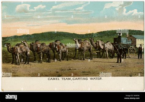 Camel Train, Western Australia - Carting Water Stock Photo - Alamy