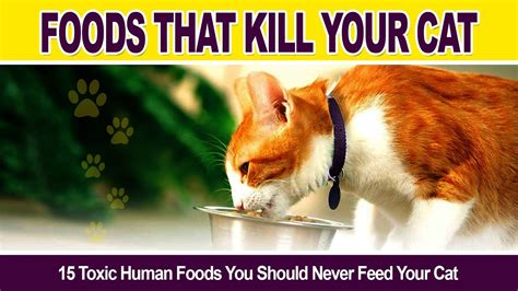 Give Your Cat Safe Food 15 Toxic Foods You Should Never Feed Your Cat