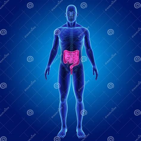 Intestino Humano Com Vista Anterior De Esqueleto Ilustração Stock