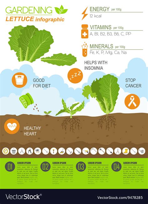 Gardening Work Farming Infographic Lettuce Graphic