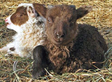 Red Brick Road Farm Icelandic Sheep And Wool Happy Icelandic Lambs