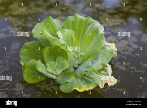 Water Lettuce Pistia Stratiotes Float Floater Floating Leaf Leaves Pond