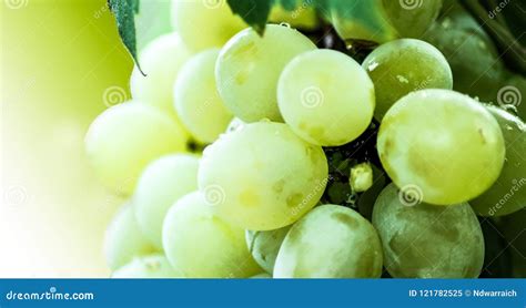 Grapes Fruits Background Stock | CartoonDealer.com #65374911