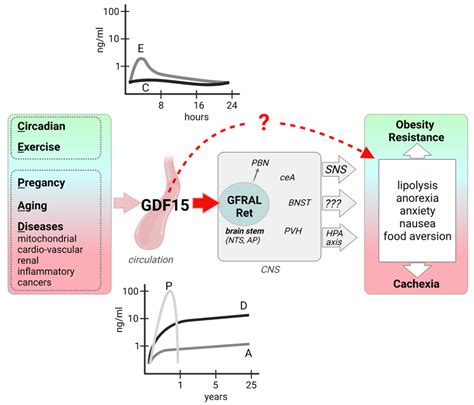 Cells Free Full Text The Role Of GDF15 As A Myomitokine