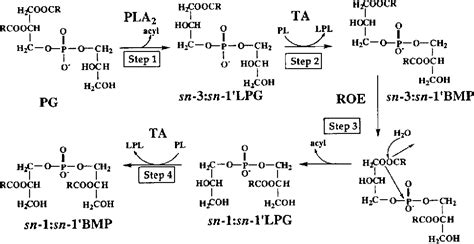 [PDF] Phospholipid biosynthesis in eukaryotes | Semantic Scholar