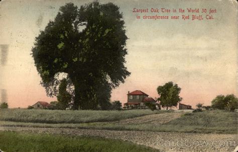 Largest Oak Tree In The World 30 Feet In Circumference Red Bluff Ca