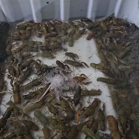 живые раки саратов . 20-40 гр-1600 руб. 40-110 гр.-2200 руб. для заказа ...
