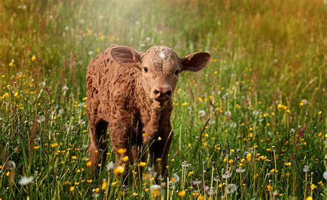 Free Images Nature Field Meadow Prairie Sweet Flower Animal