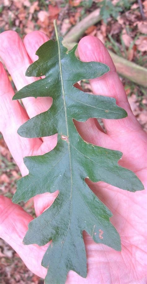 Leaf Lobed Tree Guide Uk Tree Id By Pinnately Lobed Leaves