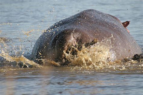 Hippopotamus Large Tail Animal Stock Photos, Pictures & Royalty-Free ...