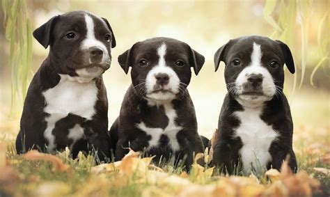 American Staffordshire Terrier Amstaff Dog Breed Info Videos Faqs