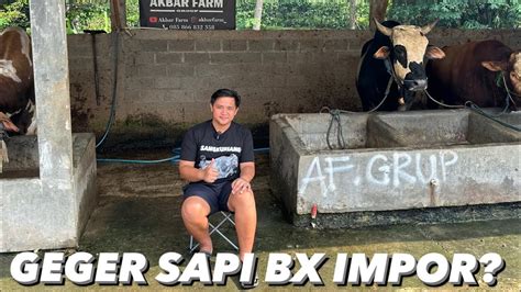 GEGER SAPI BX IMPOR MASUK KE INDONESIA YouTube