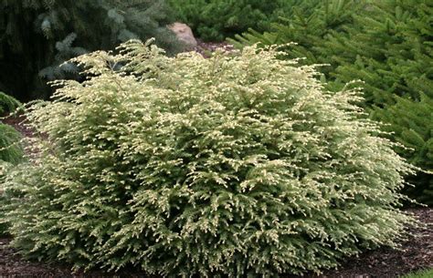 Tsuga canadensis 'Moon Frost' Dwarf White Canadian Hemlock - Kigi Nursery