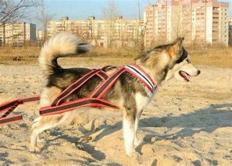 Как сделать простую шлейку для щенка. ТОП 15 идей