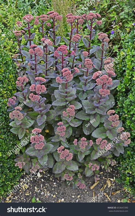 Sedum Purple Emperor