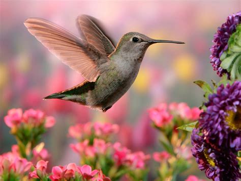 Fondos De Pantalla Vuelo De Colibrí Alas Flores Rosadas Y Púrpuras