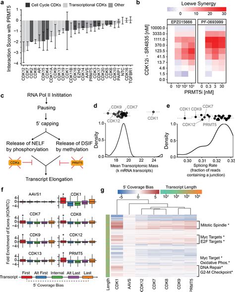 Relation Of Prmt Cdk Synthetic Lethal Interactions To Aberrant