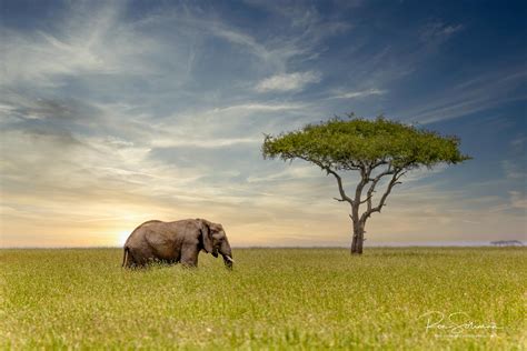 Serengeti Elephant Ron Soliman Fine Art