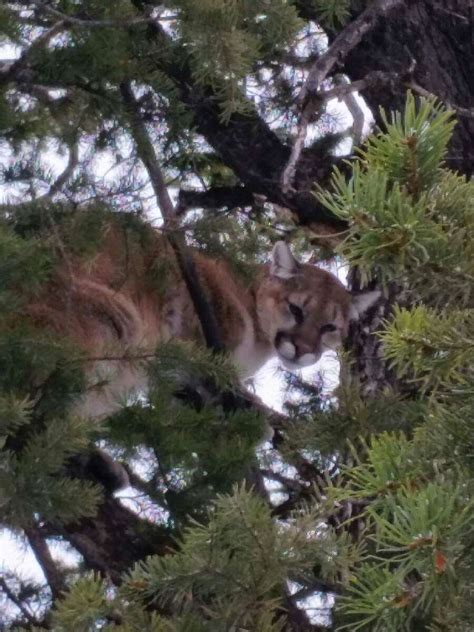 Wyoming Mountain Lion Hunting Best Of The West Outfitters