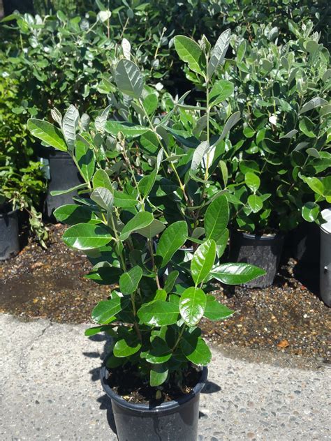 Recent Plant Photos At Western Tree Nursery Feijoa Sellowiana Pineapple Guava 1 G