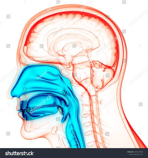 Human Respiratory System Larynx Pharynx Anatomy Stock Illustration