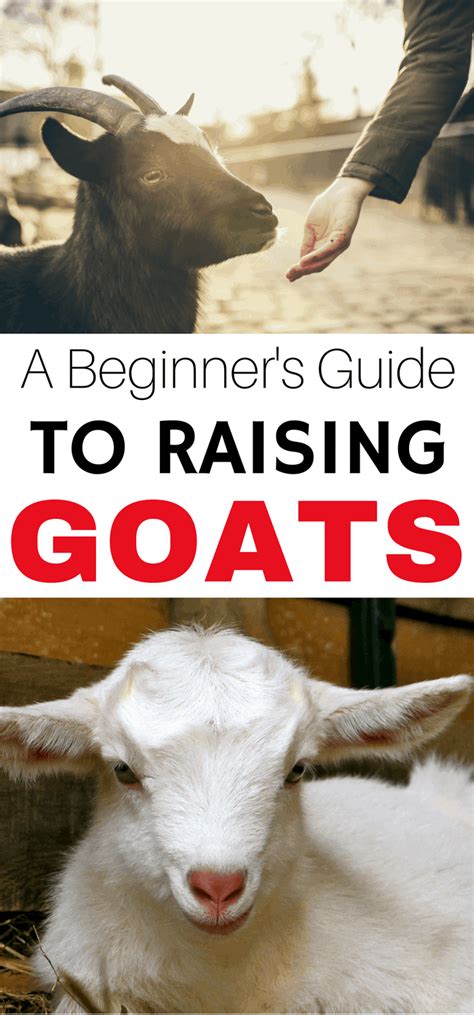 A Beginners Guide To Raising Goats The Free Range Life