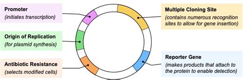 Gene Cloning Vce Bioninja