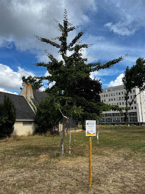 Un Arbre T Tines Install Dans Un Parc De Saint Nazaire