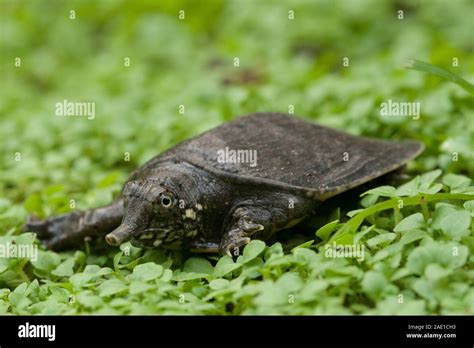 Common Softshell Turtle Or Asiatic Softshell Turtle Amyda Cartilaginea