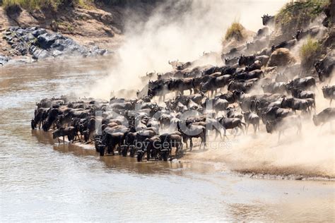 Great Wildebeest Migration In Kenya Stock Photo | Royalty-Free | FreeImages