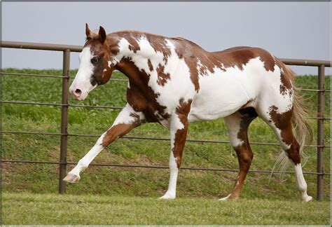 American Paint Horse Western Quarter Paint Horse Paint Pinto Horse