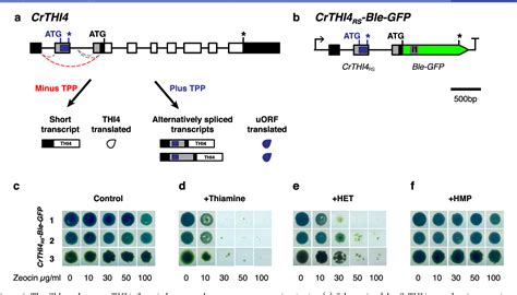 Development Of Novel Riboswitches For Synthetic Biology In The Green