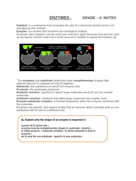 Enzymes - Notes | PDF | Enzyme | Active Site