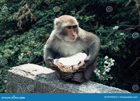 Monkey Eating Coconut In Taitung Taiwan Stock Photo Image Of Animal