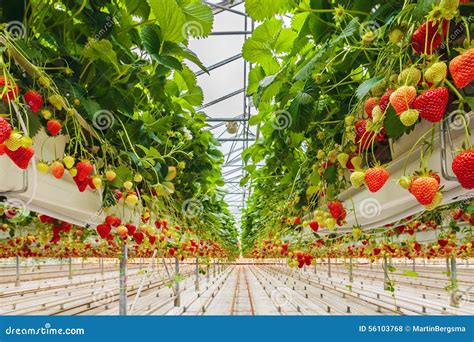 Strawberries Growing In A Greenhouse Stock Photo Image 56103768