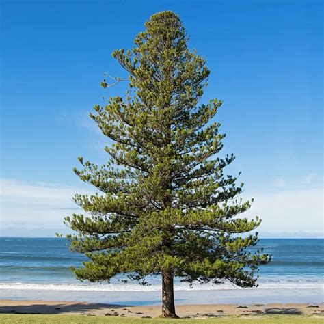 Norfolk Island Pine Care Indoors 20 Easy Care Growth Tips