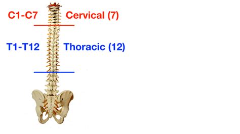 Thoracic Vertebrae Labeled