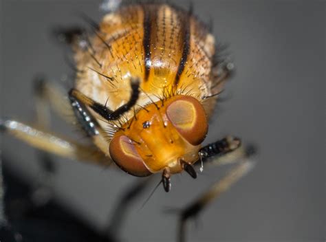 Cleaning up - dipteran style — Life in a Southern Forest