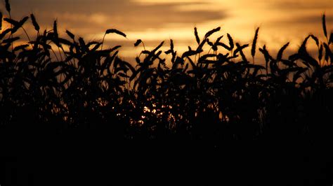 Grass Field Bushes Silhouette Twilight Dark Background 4k Hd Dark Background Wallpapers Hd